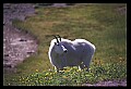 10076-00250-Mountain Goat, Oreamnos americanus.jpg