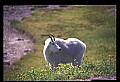 10076-00251-Mountain Goat, Oreamnos americanus.jpg