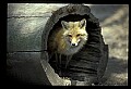 10085-00002-Red Fox, Vulpes vulpes.jpg
