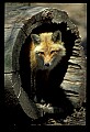 10085-00003-Red Fox, Vulpes vulpes.jpg
