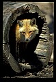 10085-00005-Red Fox, Vulpes vulpes.jpg