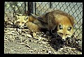 10085-00006-Red Fox, Vulpes vulpes.jpg