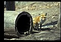 10085-00008-Red Fox, Vulpes vulpes.jpg