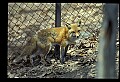 10085-00010-Red Fox, Vulpes vulpes.jpg