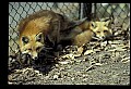 10085-00011-Red Fox, Vulpes vulpes.jpg