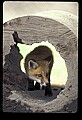 10085-00012-Red Fox, Vulpes vulpes.jpg