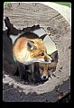 10085-00013-Red Fox, Vulpes vulpes.jpg