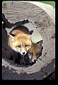 10085-00014-Red Fox, Vulpes vulpes.jpg