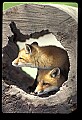 10085-00018-Red Fox, Vulpes vulpes.jpg