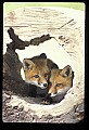 10085-00019-Red Fox, Vulpes vulpes.jpg