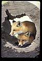 10085-00020-Red Fox, Vulpes vulpes.jpg