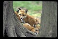 10085-00022-Red Fox, Vulpes vulpes.jpg