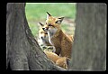 10085-00024-Red Fox, Vulpes vulpes.jpg