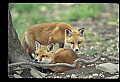 10085-00025-Red Fox, Vulpes vulpes.jpg