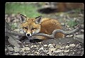 10085-00026-Red Fox, Vulpes vulpes.jpg