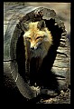 10085-00027-Red Fox, Vulpes vulpes.jpg