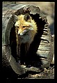 10085-00028-Red Fox, Vulpes vulpes.jpg