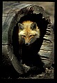 10085-00029-Red Fox, Vulpes vulpes.jpg