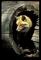 10085-00030-Red Fox, Vulpes vulpes.jpg