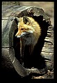 10085-00031-Red Fox, Vulpes vulpes.jpg