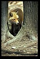 10085-00032-Red Fox, Vulpes vulpes.jpg