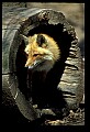 10085-00033-Red Fox, Vulpes vulpes.jpg