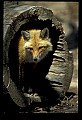 10085-00034-Red Fox, Vulpes vulpes.jpg