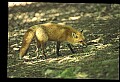 10085-00035-Red Fox, Vulpes vulpes.jpg