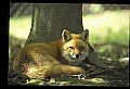 10085-00036-Red Fox, Vulpes vulpes.jpg
