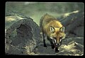 10085-00038-Red Fox, Vulpes vulpes.jpg