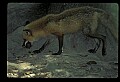 10085-00039-Red Fox, Vulpes vulpes.jpg