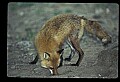 10085-00040-Red Fox, Vulpes vulpes.jpg