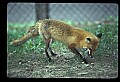 10085-00043-Red Fox, Vulpes vulpes.jpg