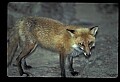10085-00044-Red Fox, Vulpes vulpes.jpg