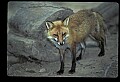 10085-00046-Red Fox, Vulpes vulpes.jpg