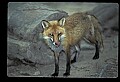 10085-00047-Red Fox, Vulpes vulpes.jpg