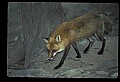 10085-00048-Red Fox, Vulpes vulpes.jpg