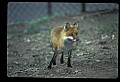 10085-00049-Red Fox, Vulpes vulpes.jpg