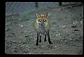 10085-00050-Red Fox, Vulpes vulpes.jpg