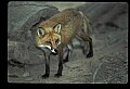 10085-00051-Red Fox, Vulpes vulpes.jpg
