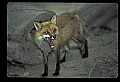 10085-00052-Red Fox, Vulpes vulpes.jpg