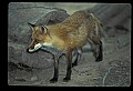 10085-00053-Red Fox, Vulpes vulpes.jpg
