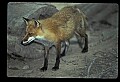 10085-00054-Red Fox, Vulpes vulpes.jpg