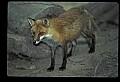 10085-00055-Red Fox, Vulpes vulpes.jpg
