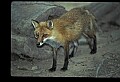 10085-00056-Red Fox, Vulpes vulpes.jpg