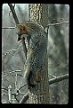 10086-00010-Gray Fox, Urocyon cineoarrgenteus.jpg