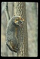 10086-00013-Gray Fox, Urocyon cineoarrgenteus.jpg