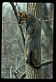 10086-00014-Gray Fox, Urocyon cineoarrgenteus.jpg