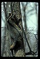 10086-00015-Gray Fox, Urocyon cineoarrgenteus.jpg