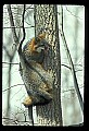10086-00017-Gray Fox, Urocyon cineoarrgenteus.jpg
